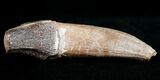 Archaeocete (Primitive Whale) Tooth - Basilosaur #11426-1